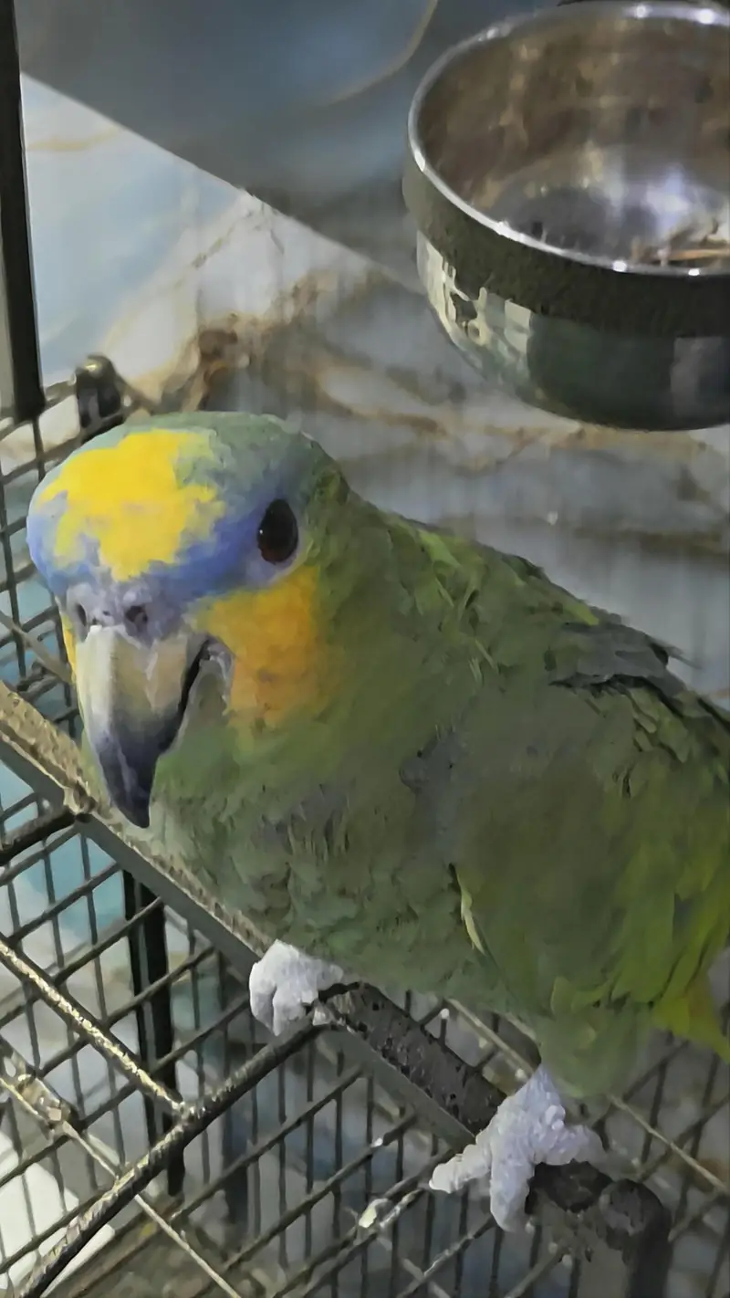 Amazon parrot with cage — photo 8