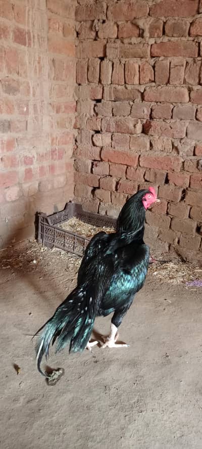 Beutiful Aseel