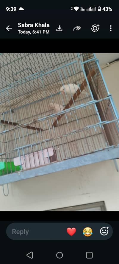 3 pairs parrots