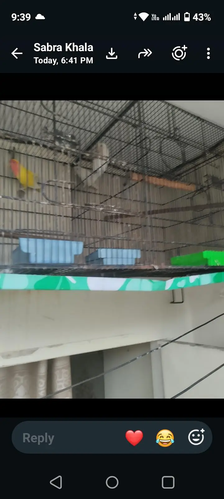 3 pairs parrots — photo 2