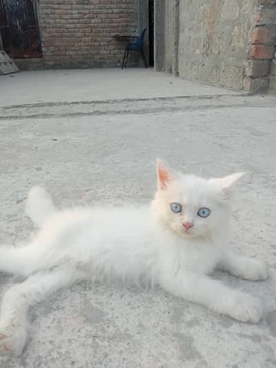 white persian catblie eyes