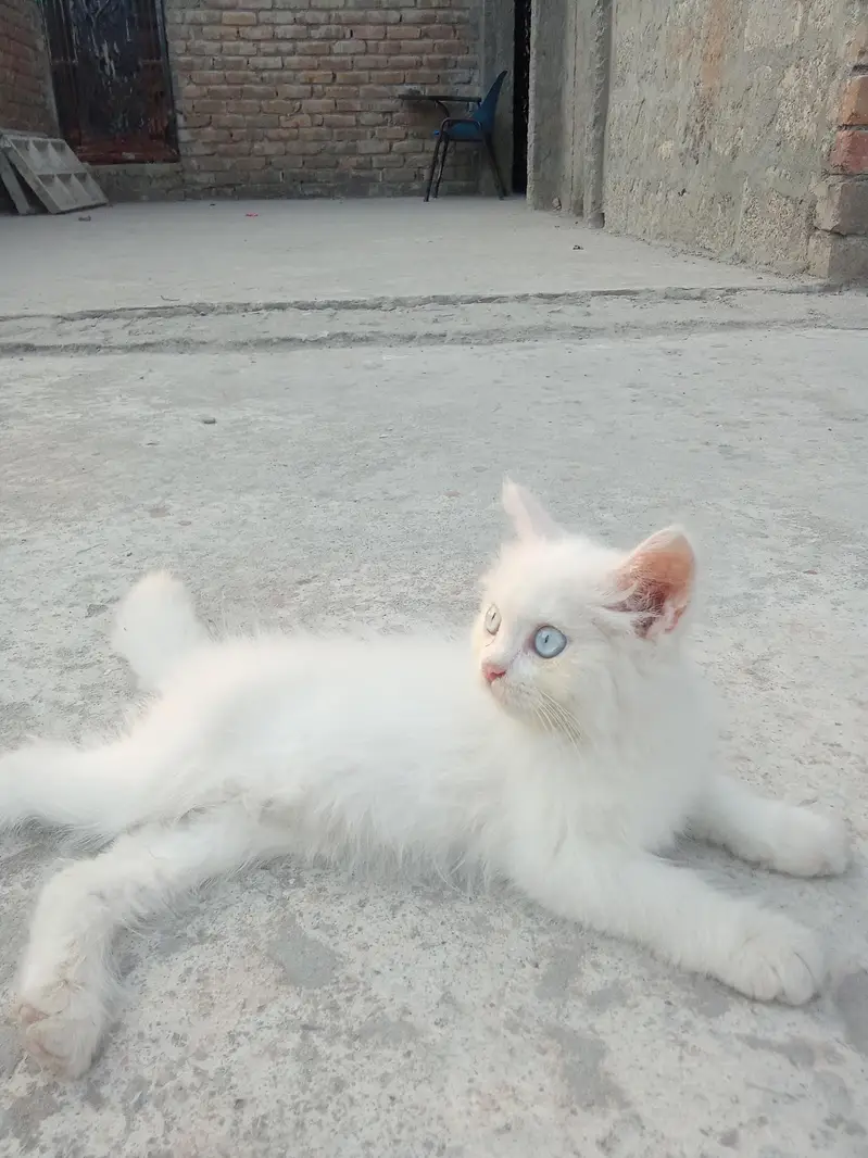 white persian catblie eyes — photo 2