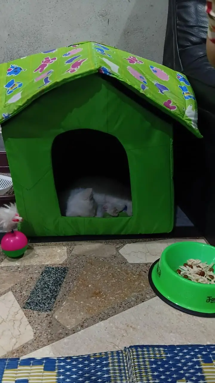white persian catblie eyes — photo 3