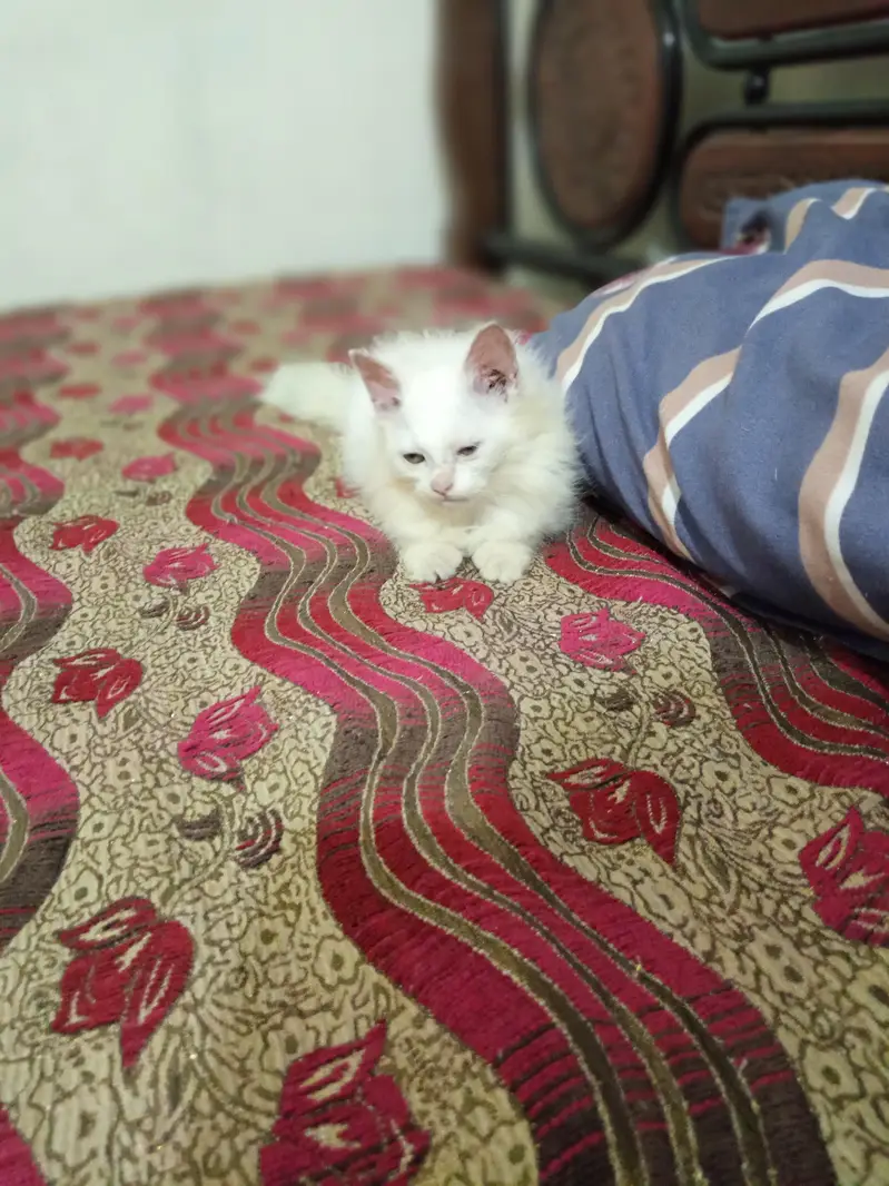 Perian Male Kiiten — photo 4