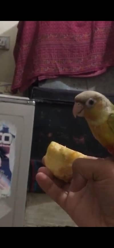 conure for sale pineapple conure fly and hand tamed