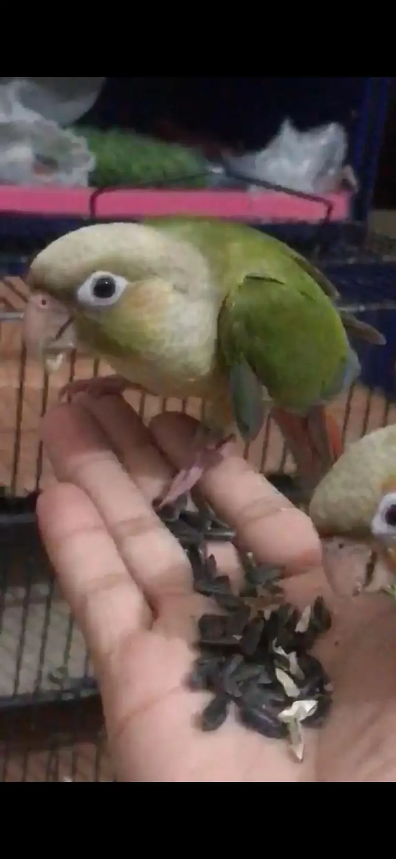 conure for sale pineapple conure fly and hand tamed — photo 2