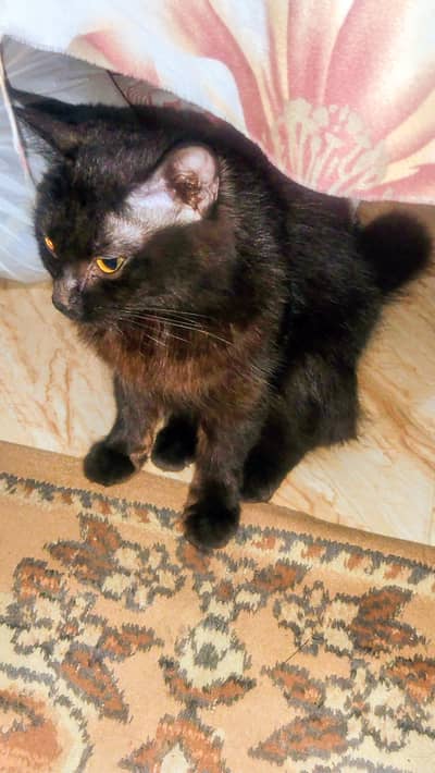Persian cat female