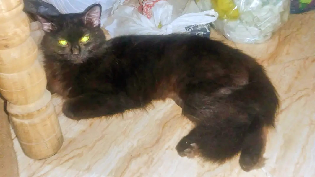 Persian cat female — photo 2