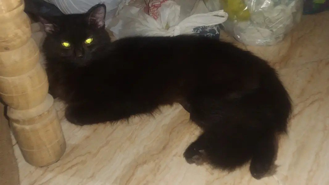 Persian cat female — photo 3