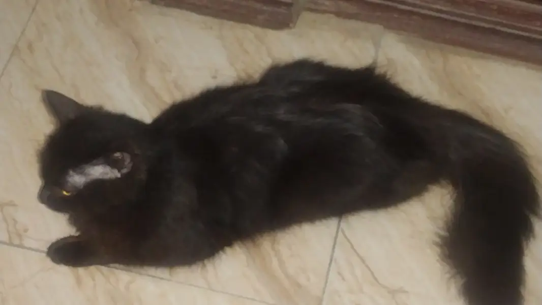 Persian cat female — photo 4