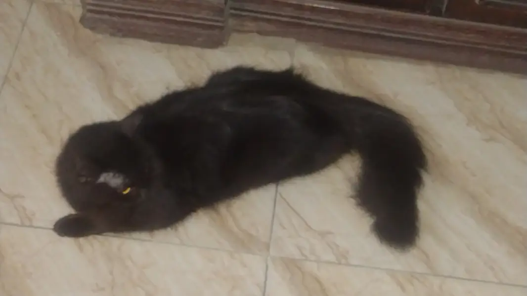 Persian cat female — photo 5