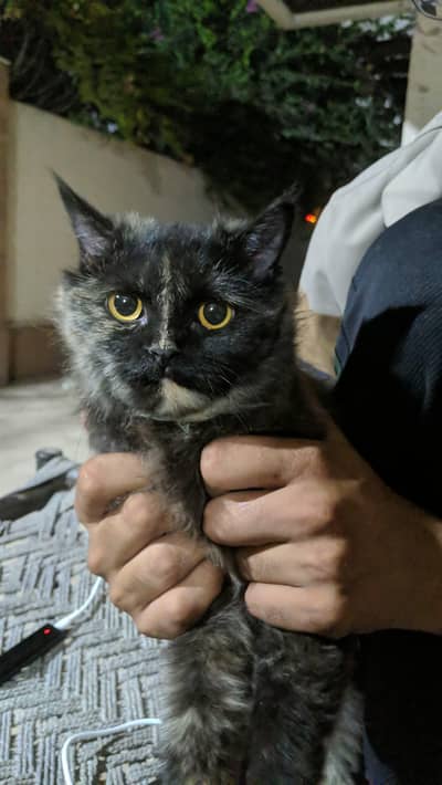 Persian singlecoat