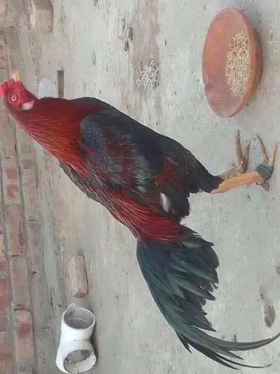 Aseel Murga murgi jora