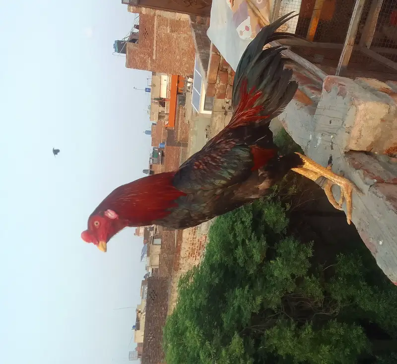 Aseel Murga murgi jora — photo 2