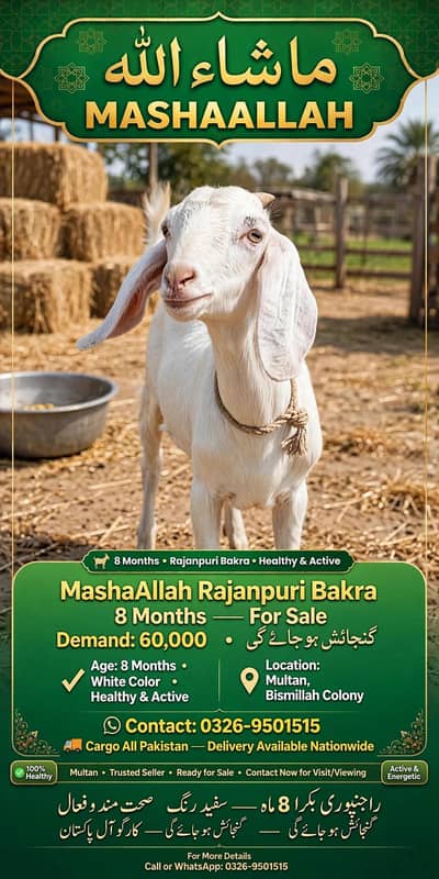 MashaAllah Rajanpuri Bakra 8 Months For Sale - Multan - Healthy Active