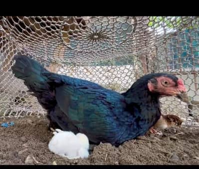 Aseel Madi with 2 Chicks