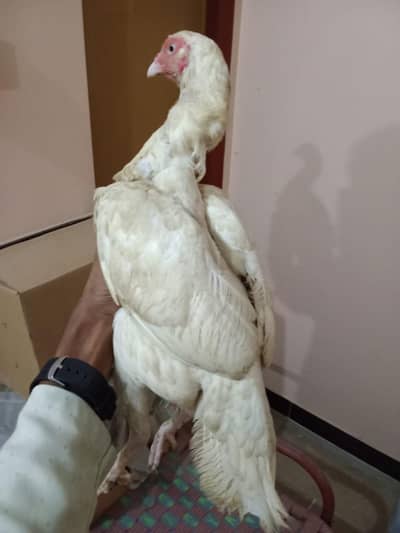 heera aseel two female blue eyes and white eyes