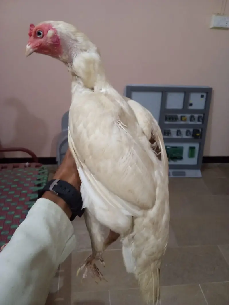 heera aseel two female blue eyes and white eyes — photo 4