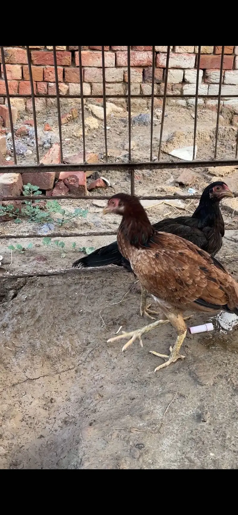 Aseel 1 male ha or 3 female ha — photo 2