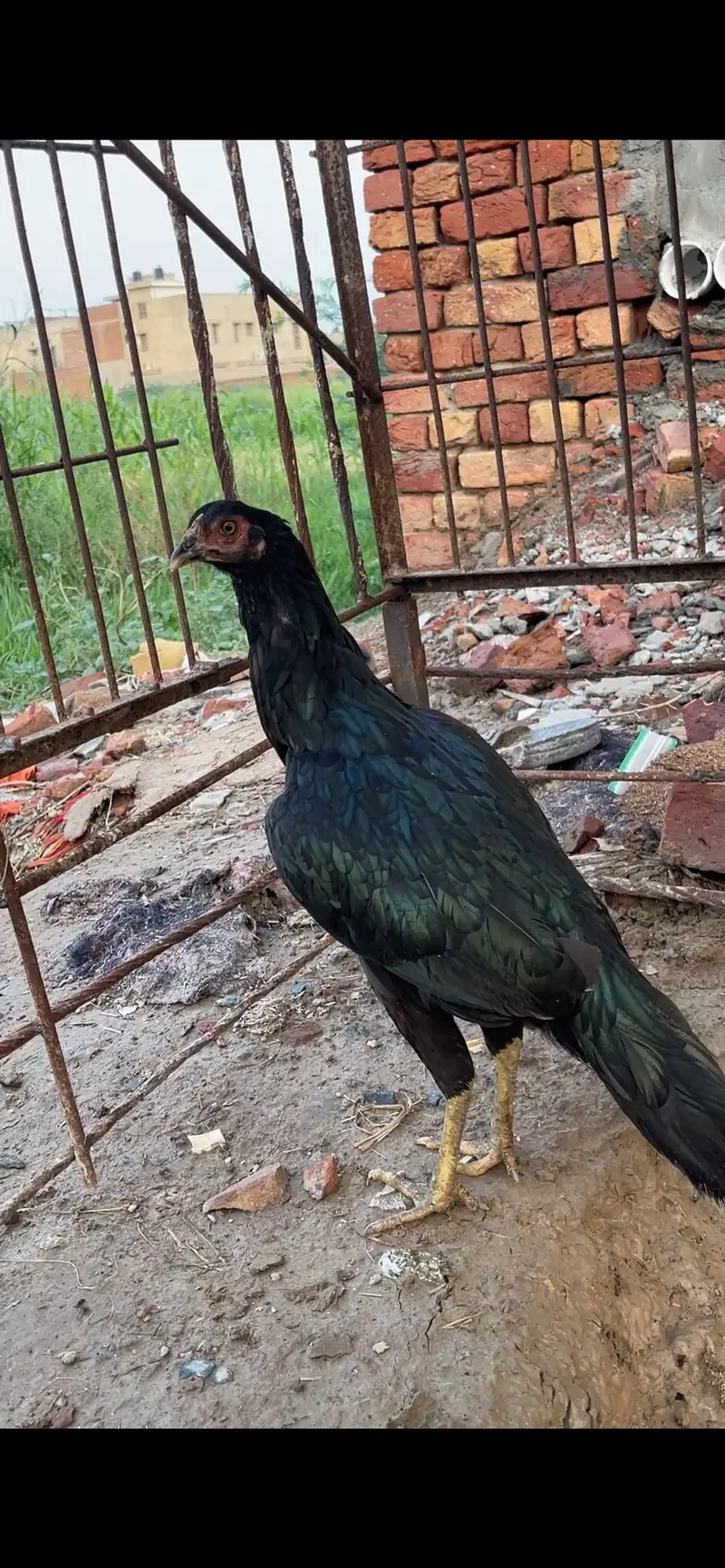 Aseel 1 male ha or 3 female ha — photo 3