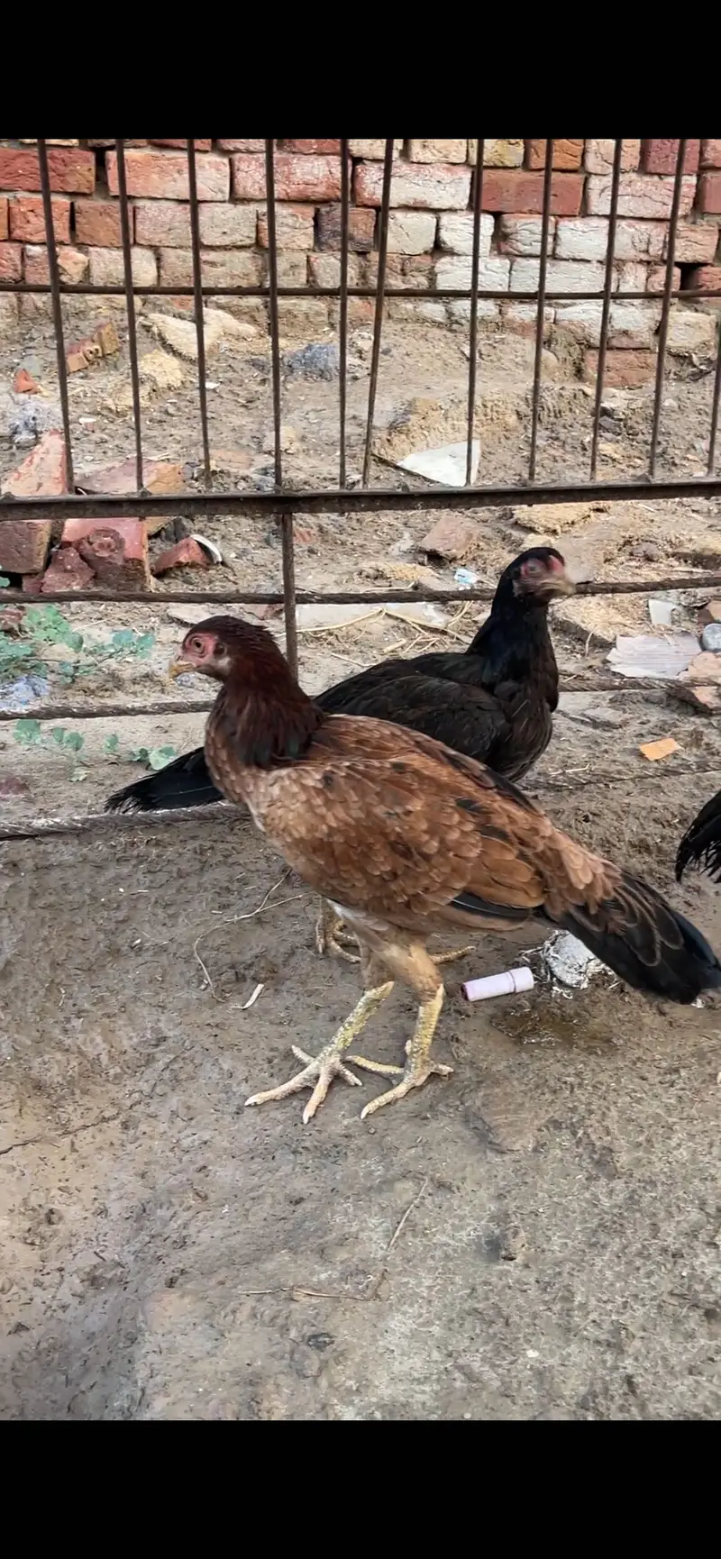 Aseel 1 male ha or 3 female ha — photo 4
