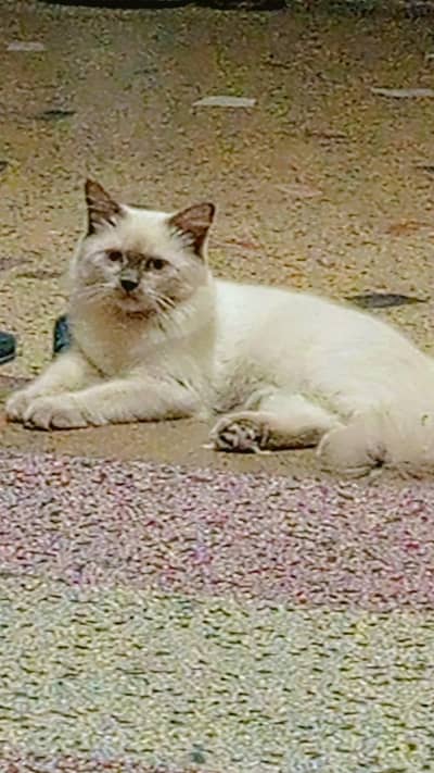 Persian cat