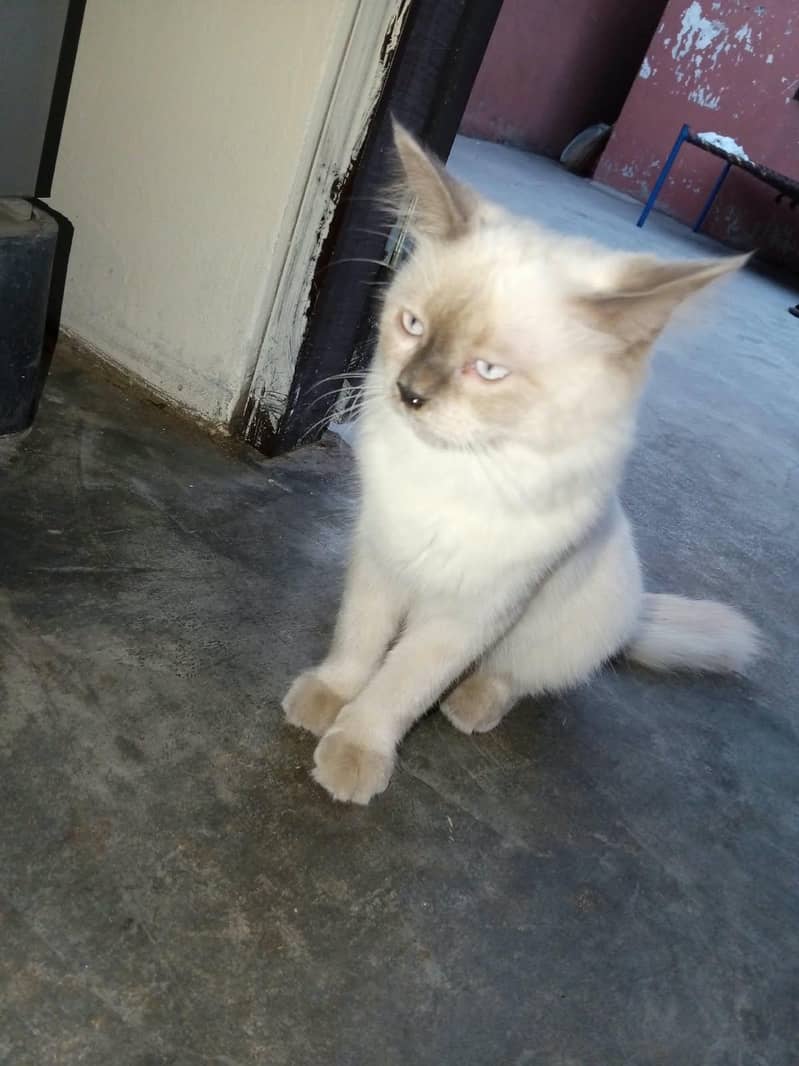 Persian cat 1
