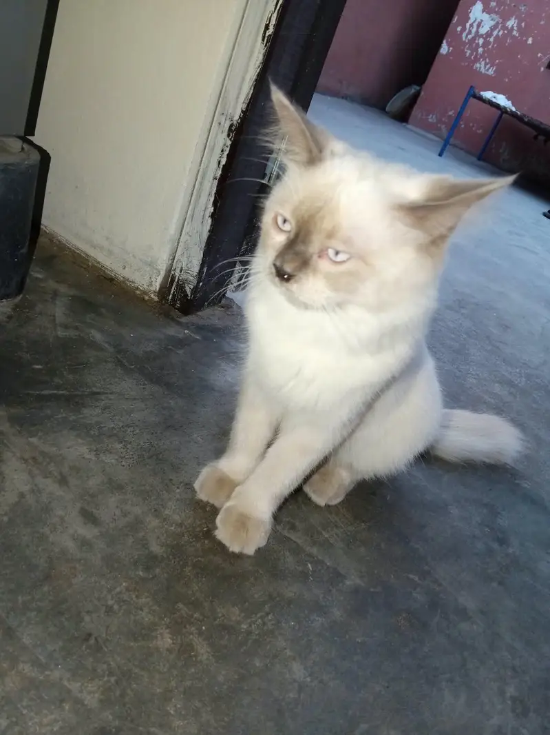 Persian cat — photo 2