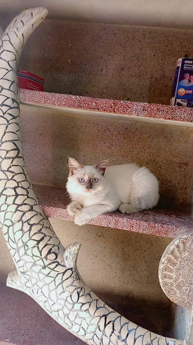 Persian cat 2