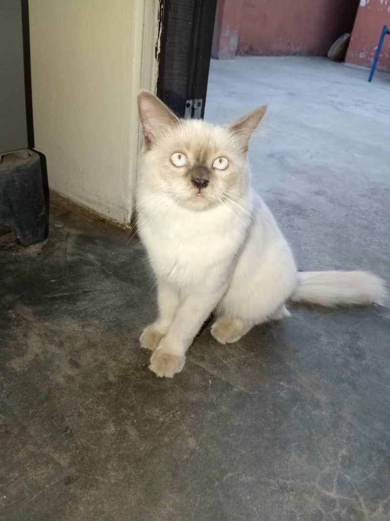 Persian cat 3