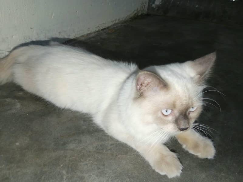 Persian cat 4