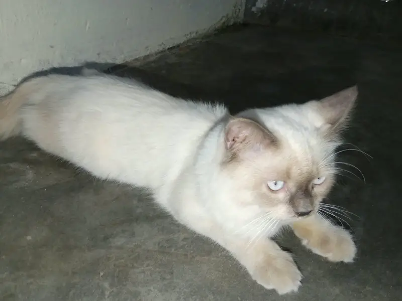 Persian cat — photo 5
