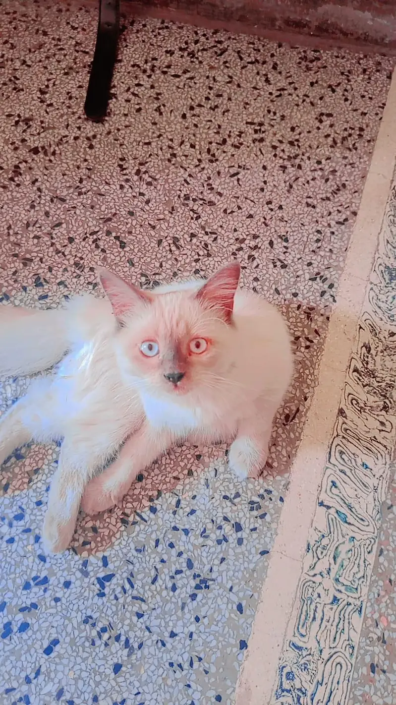 Persian cat — photo 6