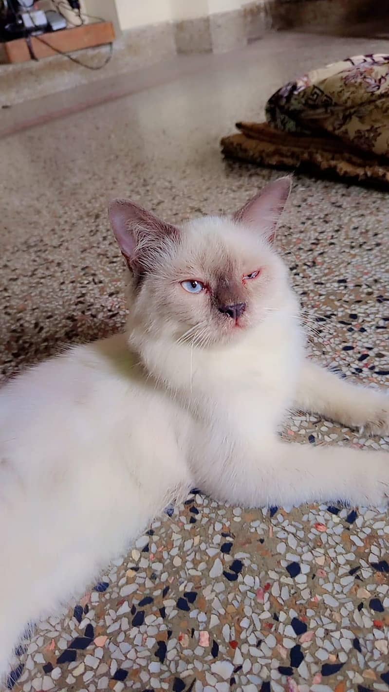 Persian cat 6