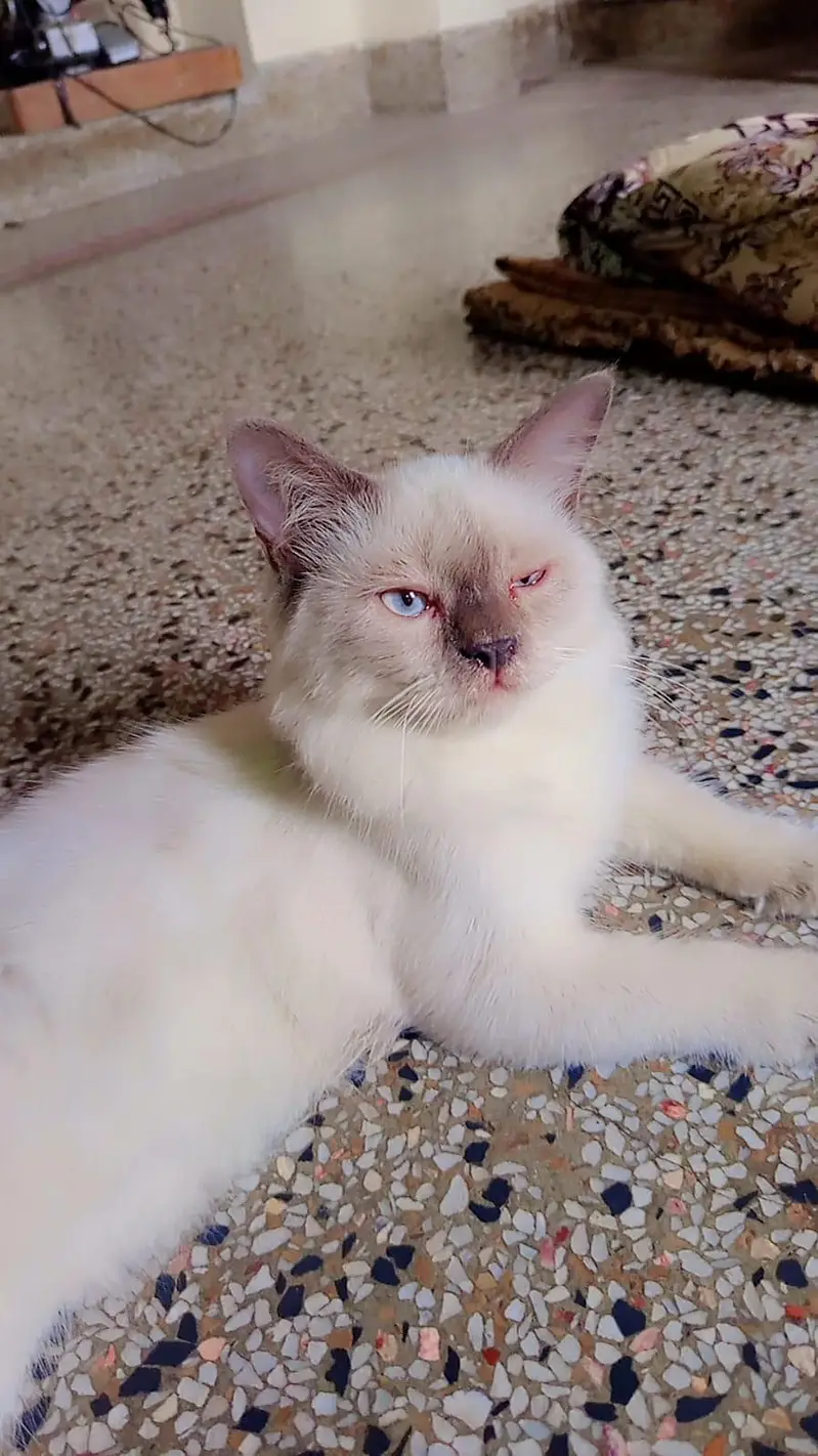 Persian cat — photo 7