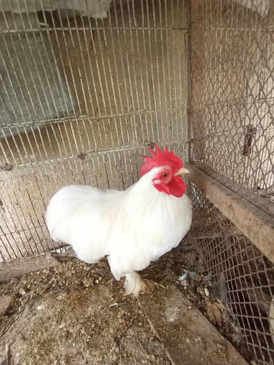 Bantam mail