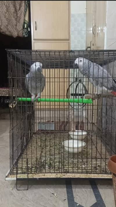 African grey talking parrot pair for sale