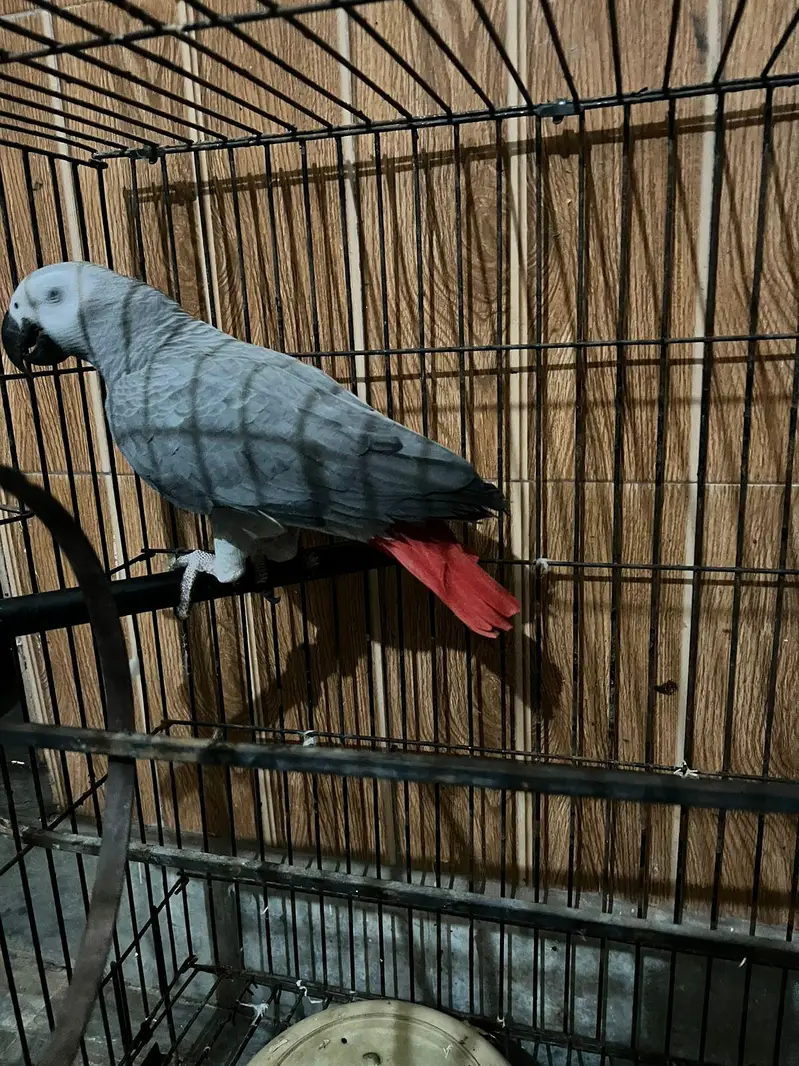 African grey talking parrot pair for sale — photo 2