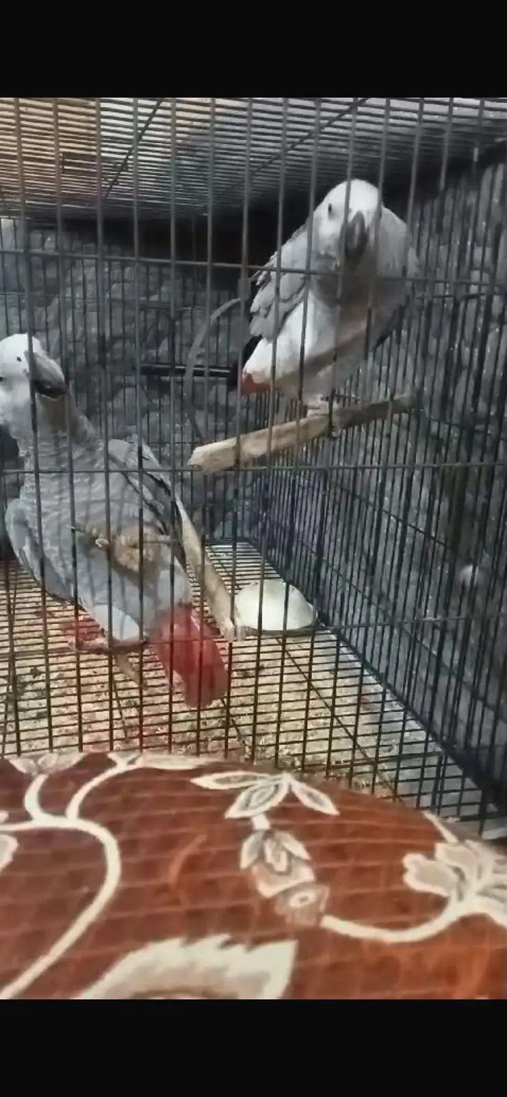 African grey talking parrot pair for sale — photo 3