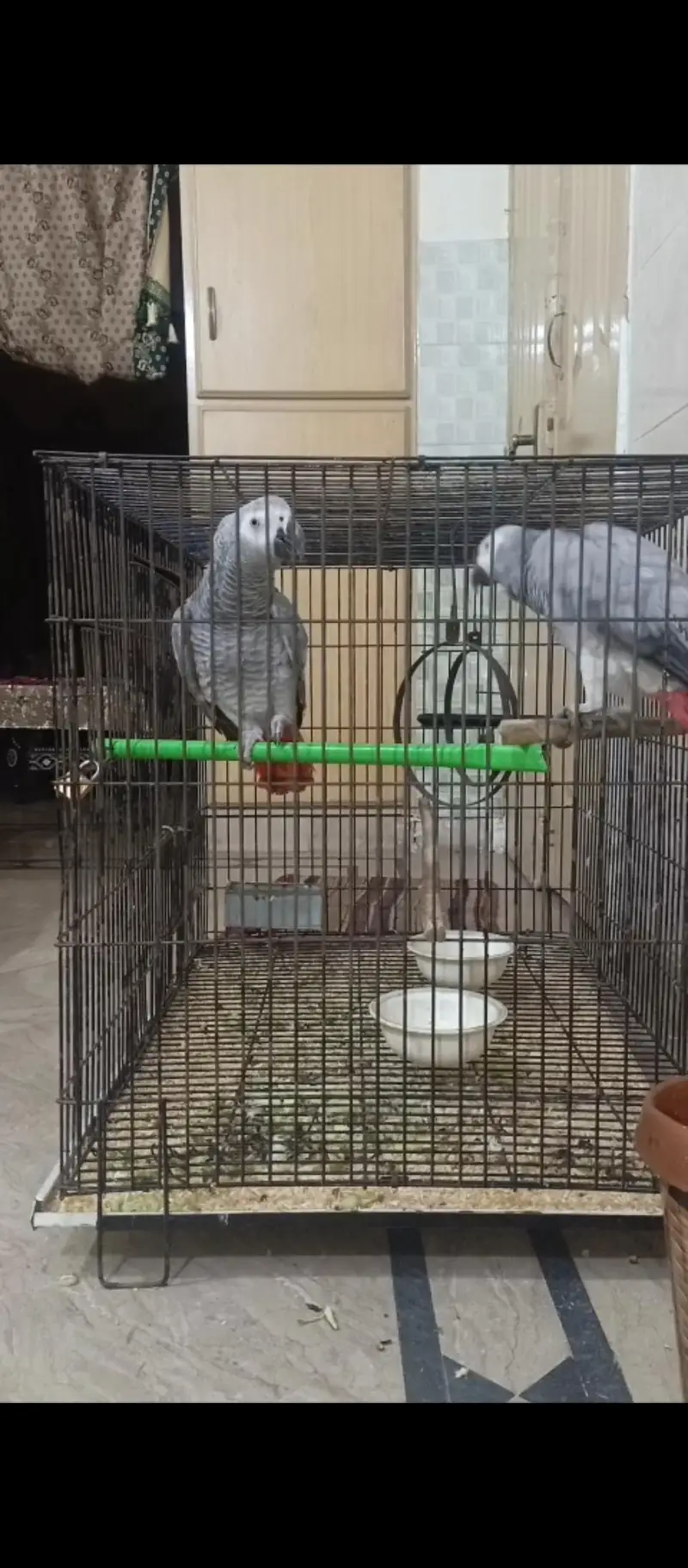 African grey talking parrot pair for sale — photo 4