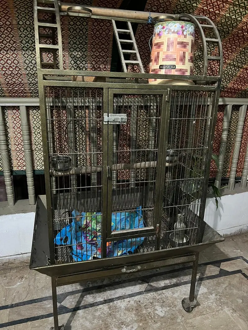 African grey talking parrot pair for sale — photo 5