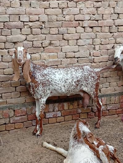 goat for sale ha
