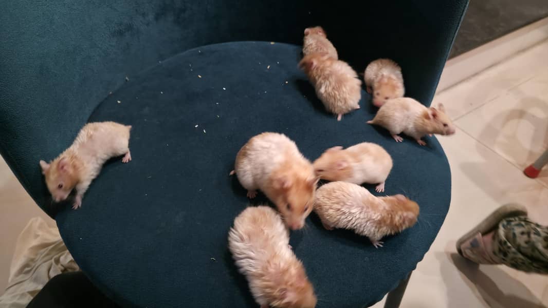 Hamsters 0