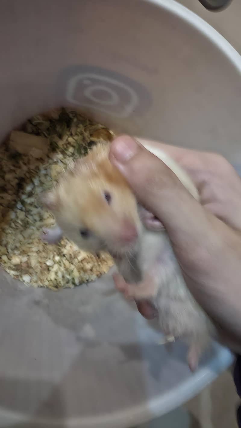 Hamsters 1