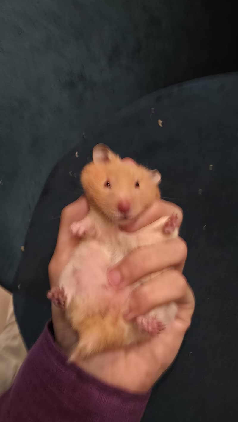 Hamsters 2