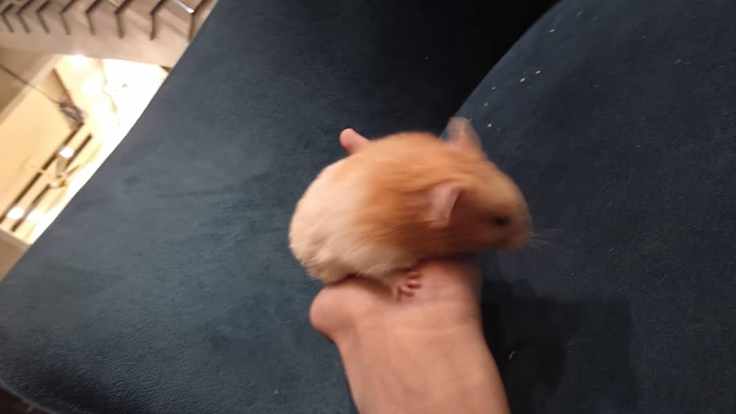 Hamsters 3