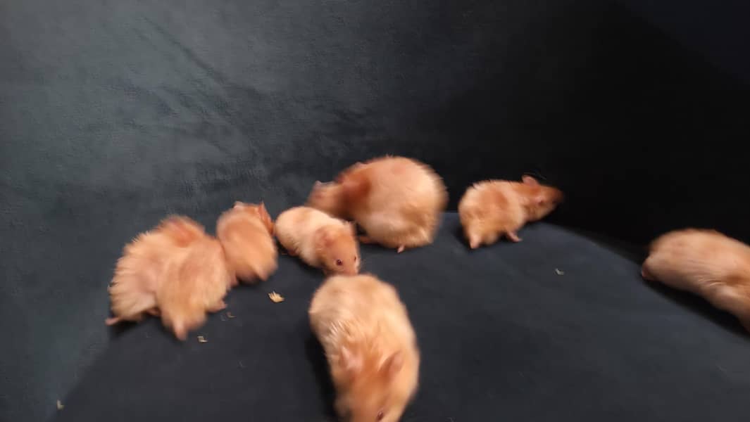 Hamsters 4