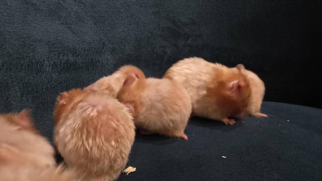 Hamsters 5