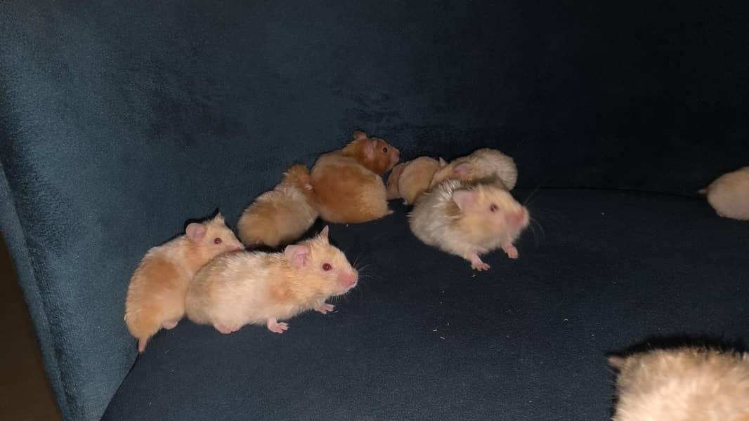 Hamsters 6