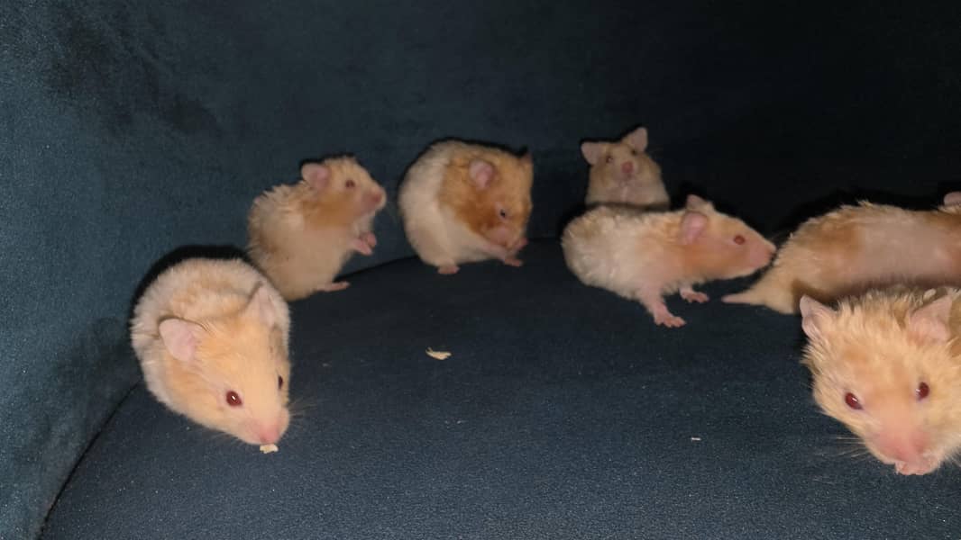 Hamsters 7